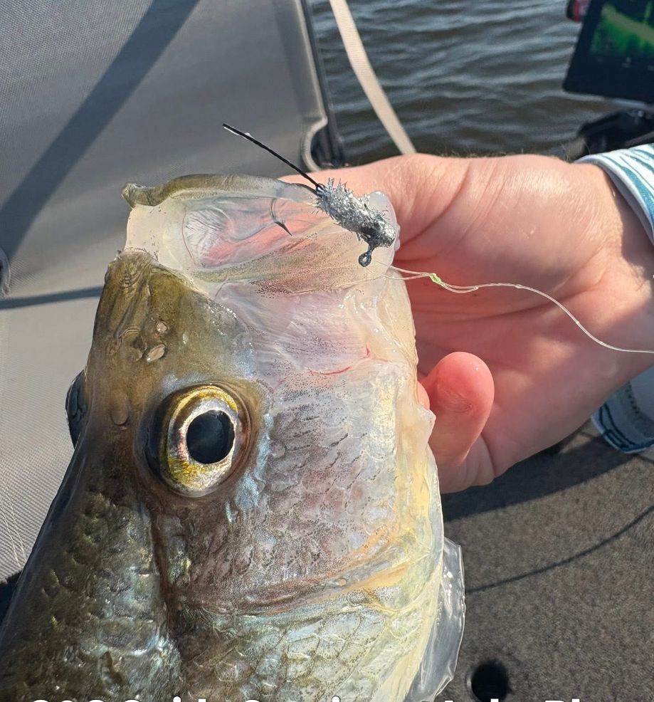 Silver Minnow Wedge Tail 3/Pack